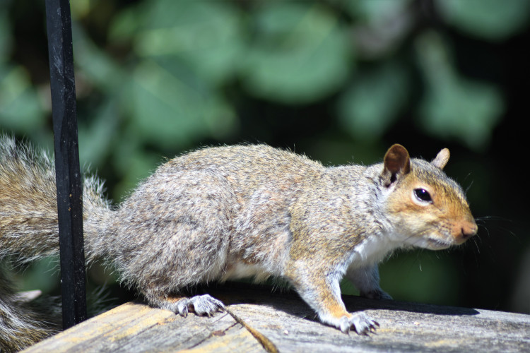 Squirrel.jpg