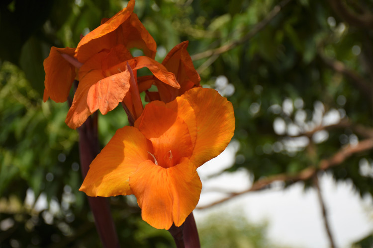 stock-photo-orange-230084277.jpg