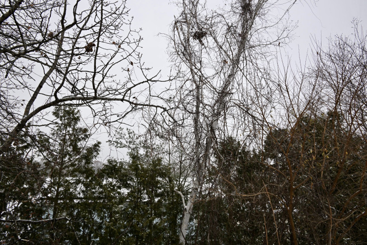 33B9F772-59A3-4032-8D26-DE76A915A562_1_201_a.jpeg